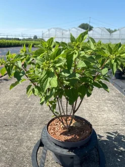 Struiken|Ecocheques|ohgreen Hydrangea paniculata 'Phantom'