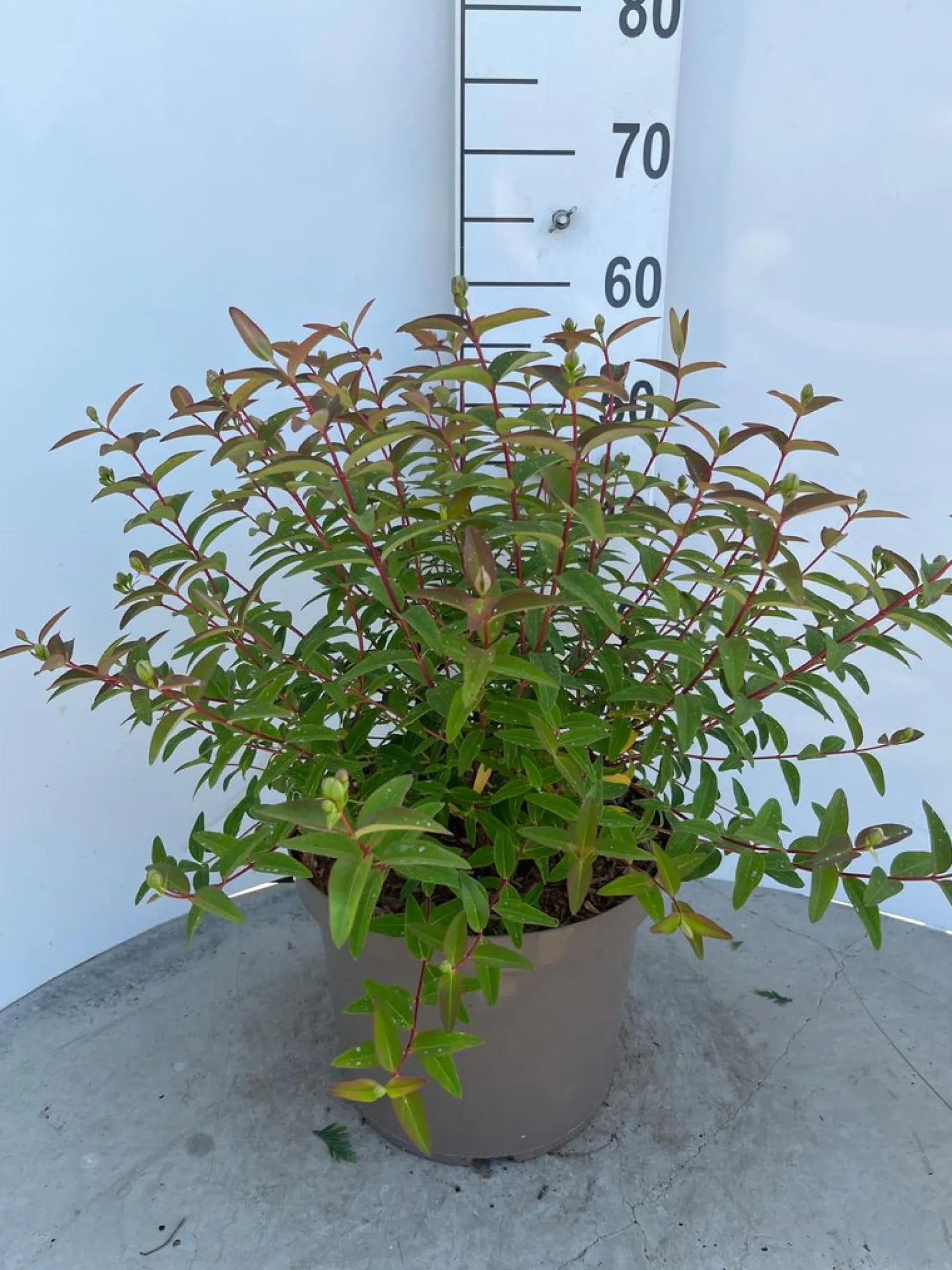 Struiken|Ecocheques|ohgreen Hypericum Hidcote ( Herfsthooi )