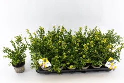 Struiken|Ecocheques|ohgreen Ilex of hulst 'dark green' struik 10-12 cm in een p9 pot