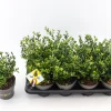 Struiken|Ecocheques|ohgreen Ilex of hulst 'dark green' struik 10-20 cm potmaat 14
