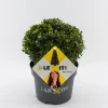 Struiken|Ecocheques|ohgreen Ilex of hulstbol dark green 19cm