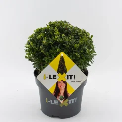 Struiken|Ecocheques|ohgreen Ilex of hulstbol dark green 19cm