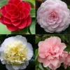 Struiken|Ecocheques|ohgreen Japanse camelia p19