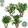 Struiken|Ecocheques|ohgreen Japanse camelia p19 h50