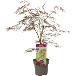 Struiken|Ecocheques|ohgreen Japanse esdoorn garnet p19 h50