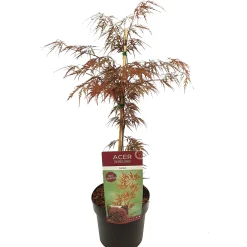 Struiken|Ecocheques|ohgreen Japanse esdoorn garnet p19 h50