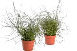 Groene Planten|Ecocheques|ohgreen Juncus effusus ( Dwergrus )
