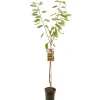 Fruitbomen|Ecocheques|ohgreen Kers prunus avium regina halfstam