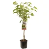 Fruitbomen|Ecocheques|ohgreen Kers prunus avium regina laagstam