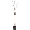 Fruitbomen|Ecocheques|ohgreen Kers prunus avium sunburst hoogstam