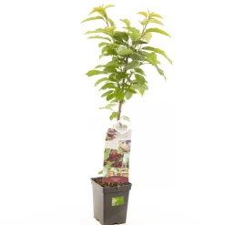 Fruitbomen|Ecocheques|ohgreen Kers prunus avium sylvia zuilvorm