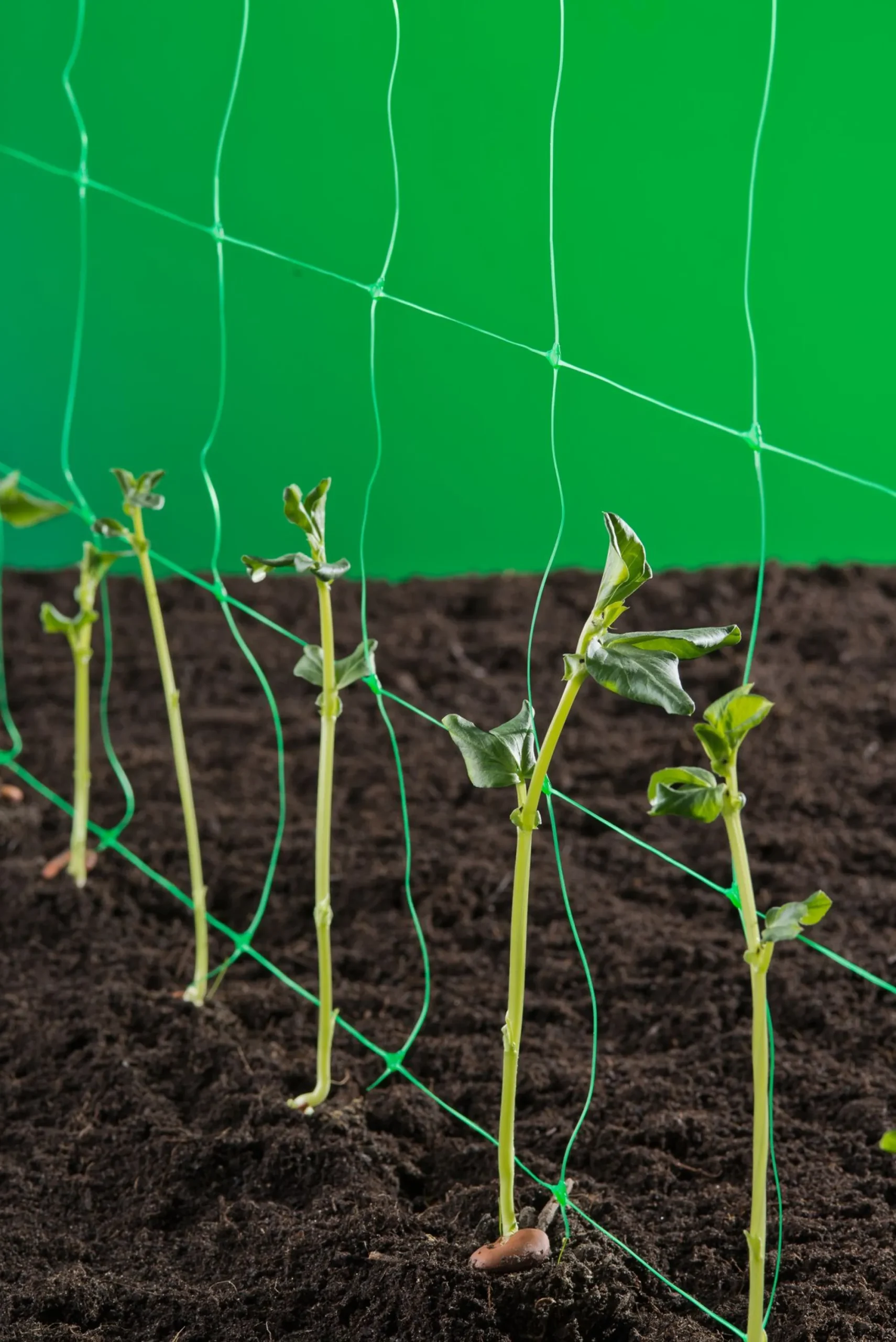 Bind En Steun|Ecocheques|ohgreen Klim-groei-geleidenet 2x5m groen