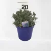 Lavendel|Ecocheques|ohgreen Lavendel hidcote paars p14