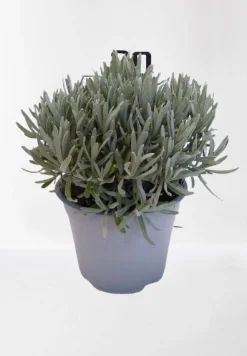 Lavendel|Ecocheques|ohgreen Lavendel struik in pot