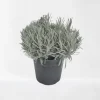 Lavendel|Ecocheques|ohgreen Lavendel struik in pot