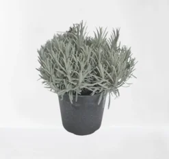 Lavendel|Ecocheques|ohgreen Lavendel struik in pot
