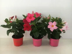 Voorjaar|Ecocheques|ohgreen Mandevilla p10,5 lang bloeiend