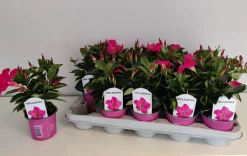 Voorjaar|Ecocheques|ohgreen Mandevilla roze p10,5 lang bloeiend