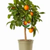 Mediterrane Planten|Ecocheques|ohgreen Mini citrusboom p20 h70-80