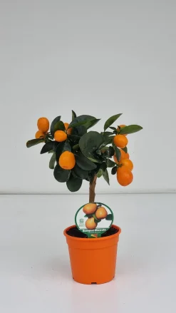 Mediterrane Planten|Ecocheques|ohgreen Mini citrusboom p20 h70-80