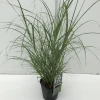 Vaste Planten|Ecocheques|ohgreen Miscanthus flamingo ( Pluimgras roze )