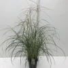 Vaste Planten|Ecocheques|ohgreen Miscanthus sinensis Flamingo ( Prachtriet )