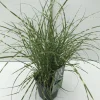 Vaste Planten|Ecocheques|ohgreen Miscanthus sinensis Little Zebra ( Prachtriet )