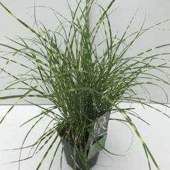 Vaste Planten|Ecocheques|ohgreen Miscanthus sinensis Little Zebra ( Prachtriet )