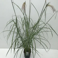 Vaste Planten|Ecocheques|ohgreen Miscanthus sinensis Malepartus ( Prachtriet )