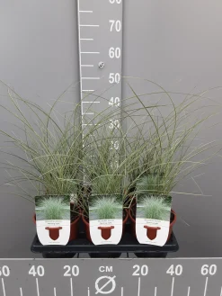 Ecocheques|Vaste Planten|ohgreen Miscanthus sinensis mornin light