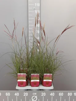 Ecocheques|Vaste Planten|ohgreen Miscanthus sinensis red chief