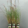 Ecocheques|Vaste Planten|ohgreen Miscanthus sinensis silbersp