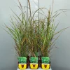 Ecocheques|Vaste Planten|ohgreen Miscanthus sinensis strictus