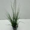 Vaste Planten|Ecocheques|ohgreen Molinia caerulea Edith Dudszus ( Pijpenstrootje )