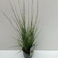 Vaste Planten|Ecocheques|ohgreen Molinia caerulea Moorhexe ( Pijpenstrootje )