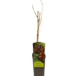 Ecocheques|Fruitbomen|ohgreen Morus nigra zwarte moerbei