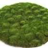 Sfeermakers|ohgreen Mosschijf marchantiophyta l