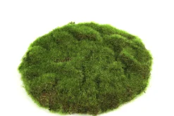 Sfeermakers|ohgreen Mosschijf marchantiophyta s