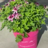 Voorjaar|Ecocheques|ohgreen Muggenwerende plant muggenweg p14