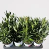 Mediterrane Planten|Ecocheques|ohgreen Oleander struik