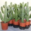 Cactus - Succulent - Sanseveria|Ecocheques|ohgreen Opuntia consulea