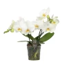 Ecocheques|Bloeiende Planten|ohgreen Orchidee Phalaenopsis shorty white spike
