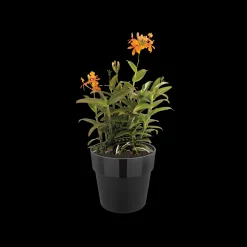 Ecocheques|Potten En Vazen|ohgreen ORIGINAL ROND 30CM LIVING BLACK