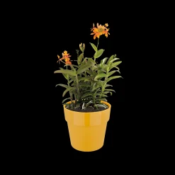 Ecocheques|Potten En Vazen|ohgreen ORIGINAL ROND 18CM OKER