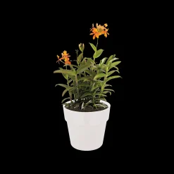 Ecocheques|Potten En Vazen|ohgreen ORIGINAL ROND 25CM WIT