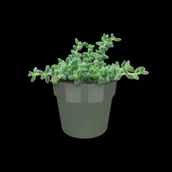 Ecocheques|Potten En Vazen|ohgreen ORIGINAL ROND MINI 9CM BLAD GROEN