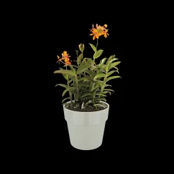 Ecocheques|Potten En Vazen|ohgreen ORIGINAL ROND MINI 7CM WARM GRIJS