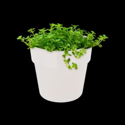 Ecocheques|Potten En Vazen|ohgreen ORIGINAL ROND MINI 11CM WIT