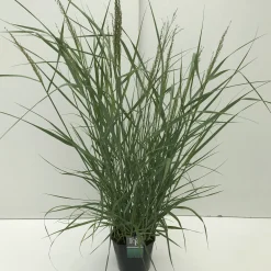 Vaste Planten|Ecocheques|ohgreen Panicum virgatum Prairie Sky ( Parelgierst of Vingergras )