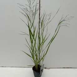 Vaste Planten|Ecocheques|ohgreen Panicum virgatum Squaw ( Parelgierst )